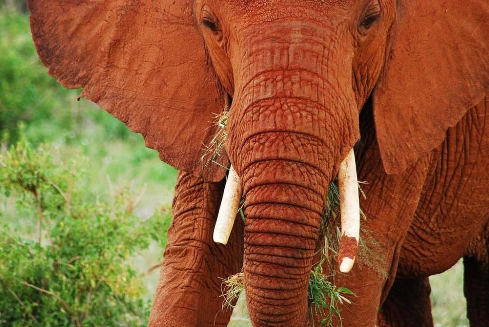 Red elephant - Tsavo Kenya.jpg